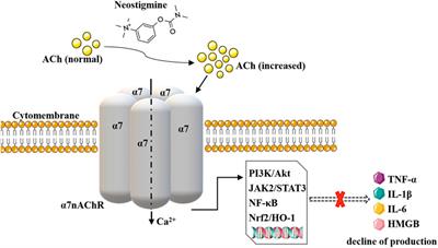 New advances in clinical application of neostigmine: no longer focusing solely on increasing skeletal muscle strength